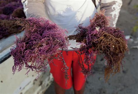 A vegetarian gelatine, made from seaweed. 2015 Agar Seaweed Algae Coastal Farming Photograph by Paul ...