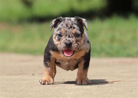 Exotic Bully Puppies For Sale - l2sanpiero