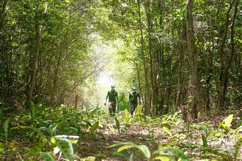 No Clima Da Caatinga Projeto Realiza Plantio De Mil Mudas Na Reserva