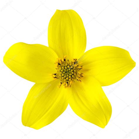 5 Petal Yellow Flower Perennial Best Flower Site