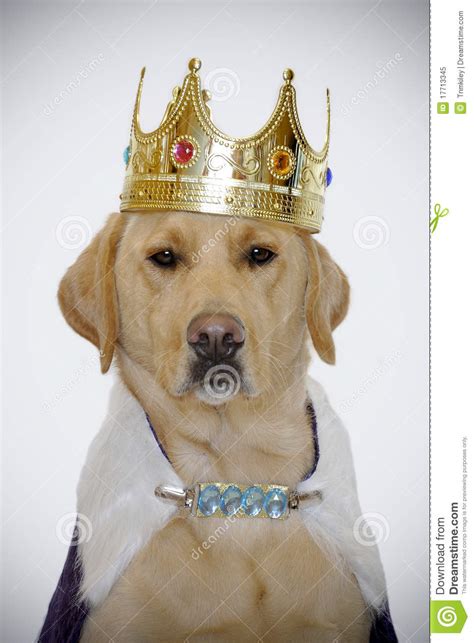 Dog With Kings Crown Royalty Free Stock Photo Image 17713345