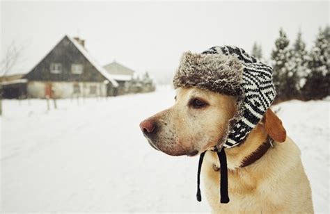Pet care / pet services / pet services in winter park, fl / animal companion pet sitting service, llc. Baby It's Cold Outside! Pet Safety for Cold Weather ...