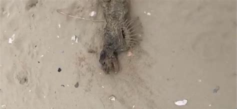 Criatura Misteriosa Sem Olhos Surge Em Praia E Intriga Moradores Fotos R7 Hora 7