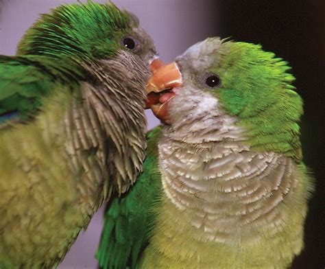 Budgies Kissing By Macsfieldimages Redbubble