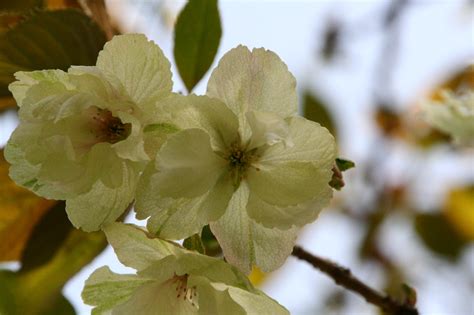 Kyoto Botanical Garden Cherry Blossoms 2021 Japan Web Magazine