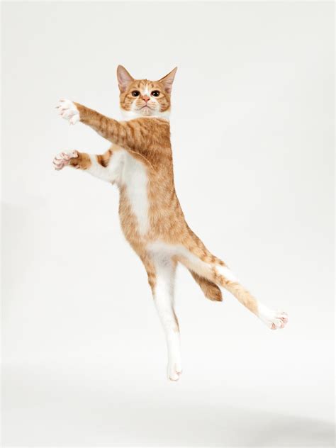 Dancer By Akimasa Harada 500px Dancing Cat Cats Jumping Cat