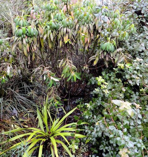 Robin tacchi plants is an awarding winning, leading uk wholesale nursery with over 35 years of expertise and experience in landscape and horticulture industries. Téléchargement 78+ Sunshine Ligustrum In Winter | doodlekun