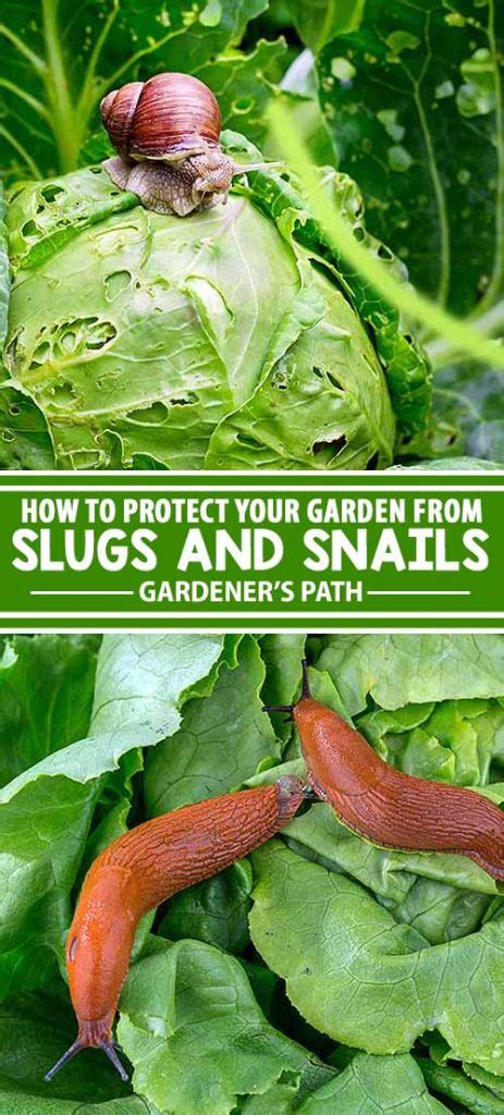 How To Protect Your Garden From Slugs And Snails Gardeners Path