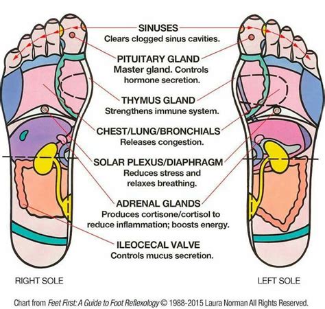 Foot Guide To Reflexology Foot Reflexology Reflexology Acupressure