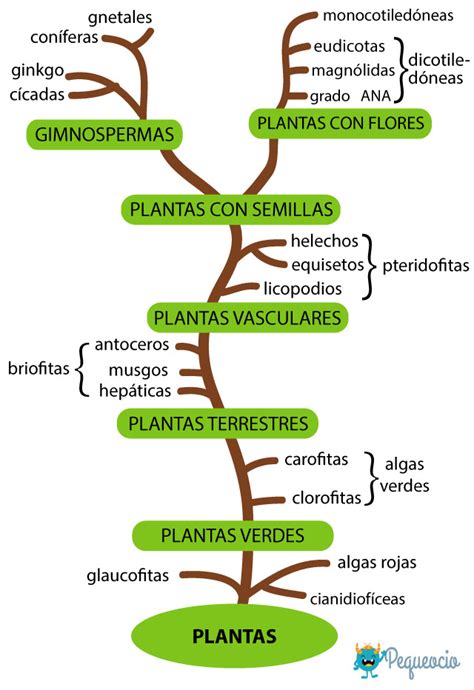 Tipos De Plantas ¿cómo Se Clasifican Pequeocio