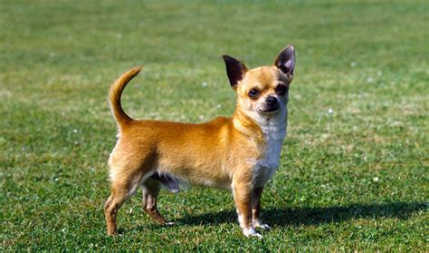 Chihuahua Animal Planets The Most Extreme Wiki Fandom