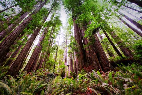 Nature Lovers Guide To A Northern California Road Trip Resist The