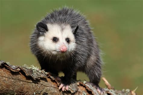 Are Opossums Dangerous Terminix