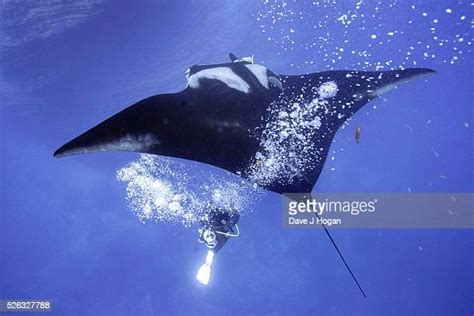 Giant Oceanic Manta Rays Bubble Massage Photos And Premium High Res