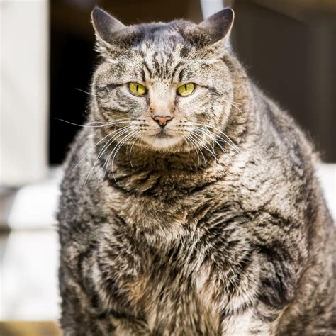 Obesity In Cats Cat Sitter Toronto Inc Cat Parents