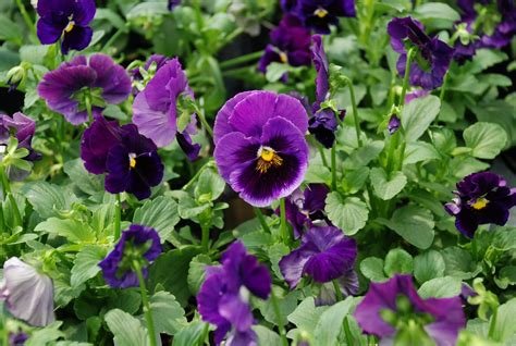 What Grows There Fall Planting Deadline For Pansies And Violas