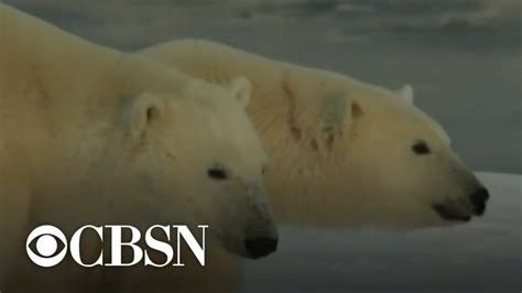Polar Bears Could Go Extinct Due To Climate Change Study Warns Youtube