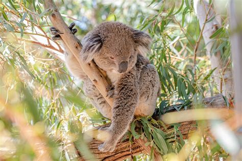 Fonds Decran Koalas Branche Bokeh Animaux Télécharger Photo