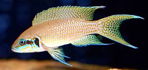 Fairy Cichlid Lake Tanganyika Cichlids Freshwater Aquarium Fish