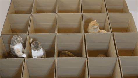 These Cats Are Going Crazy For Cardboard Maze Made By