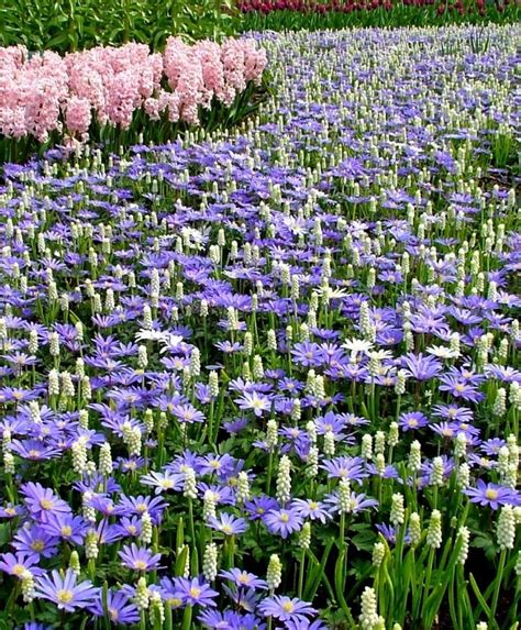 Dein wunschprodukt bequem von zuhause aus vergleichen und kräftig sparen. Anemone blanda Blue Shades - Anemone blanda - Flower Bulb ...