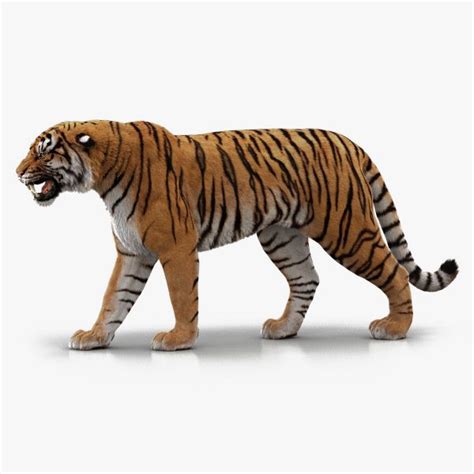 Buy Bengal Tiger Fur Rigged 3d Models Online Massimo Righi