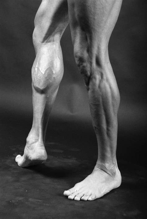Lower Leg Human Anatomy Reference Anatomy Reference Anatomy