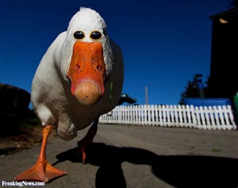 Funny Duck Pictures Freaking News
