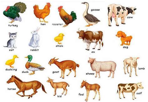 Animals With Names - WallpapersAK | Farm animals list, Animals name with picture, Animals name ...