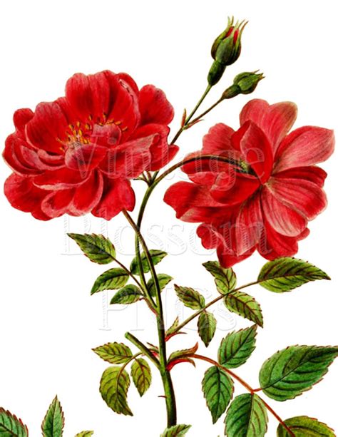Clip Art Red Rose Png  Digital Download Botanical Flower Etsy