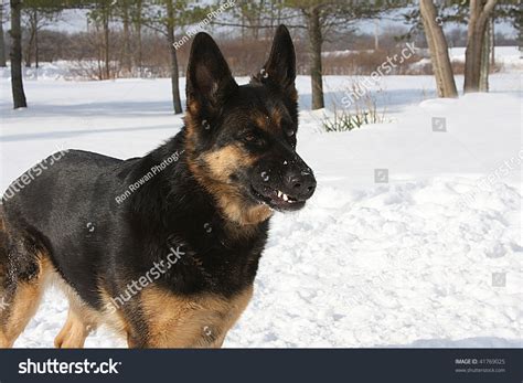 We did not find results for: German Shepherd Aggressive Stance Stock Photo 41769025 ...