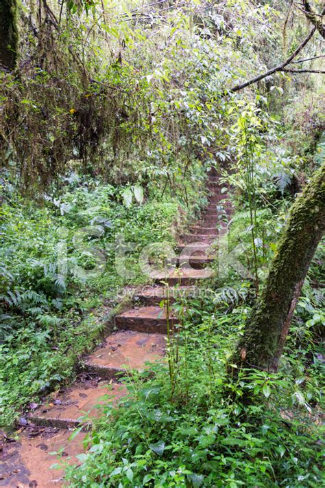 Stairs Into The Forest Stock Photo Royalty Free Freeimages