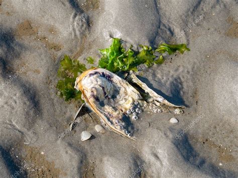 ostra japonesa o del pacífico con percebes y trozo de lechuga de mar sobre arena durante la