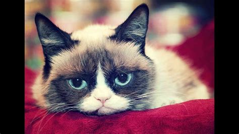 The Most Cute Grumpy Cat Has Naturally Round Face Must