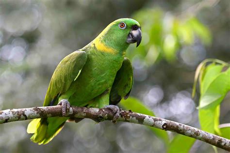 8 Top Large Parrots To Keep As Pets