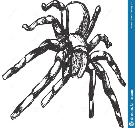 Vector Image Of Spider Black And White Stock Illustration
