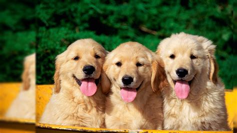 Free Download 50 Cute Dogs Wallpapers Dog Puppy Desktop Wallpapers