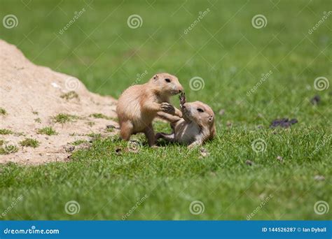 Cute Baby Animals Playing Marmot Prairie Dogs Having Fun Together