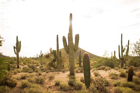 Arizonas Giants The Saguaro Cactus Rei Co Op Adventure Center