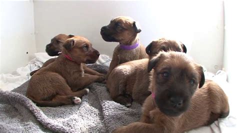 The dublin dog show in 1873 was the first to provide a separate class for irish terriers. Irish Terrier Info, Temperament, Puppies, Pictures