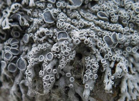 Lichen Poplar Fungi Moss Mushrooms