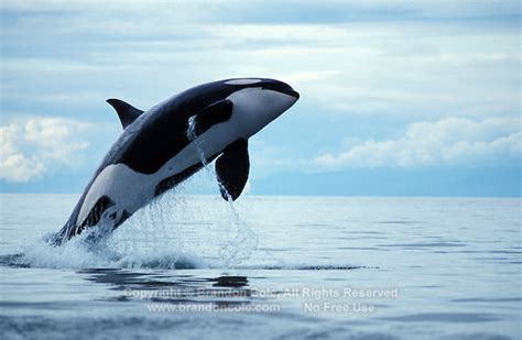 Note that, due to buoyancy, the orca does not have to swim uphill whilst it is still immersed in the water. high resolution stock picture of orca or killer whale ...