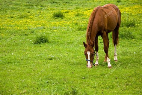 Horse Eating Grass Royalty Free Stock Images Affiliate Grass