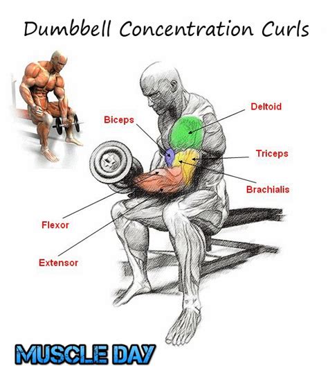 Biceps Exercises Dumbbell Concentration Curls Muscle Day