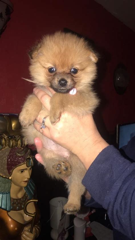Last Female Pomeranians Puppy In Manchester City Centre Manchester