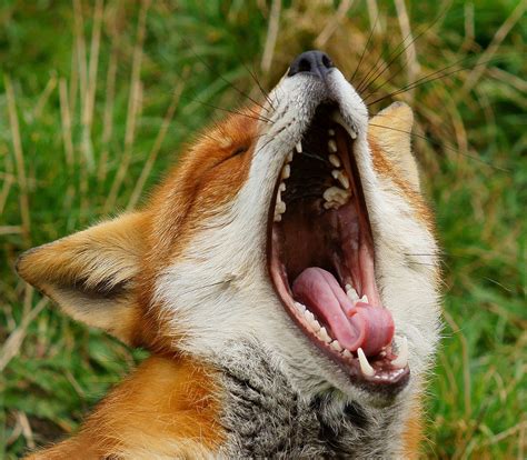 Animals Yawning Gagdaily News