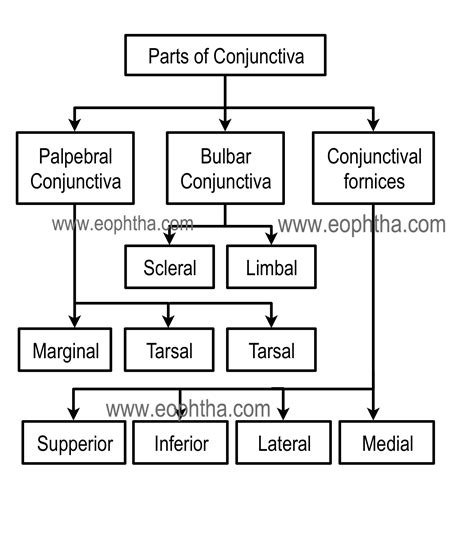 Anatomy Of Conjunctiva