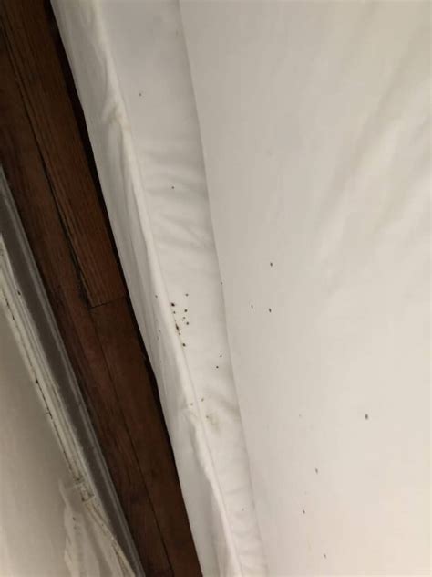 Bed Bug Feces On Sheets Pest Phobia