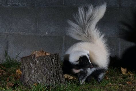 How To Get Rid Of Skunks In Your Yard Your Own Yard
