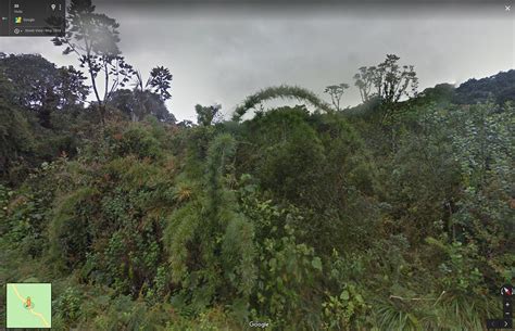 Chusquea Screen Grab From Google Streetview Tanetahi Flickr